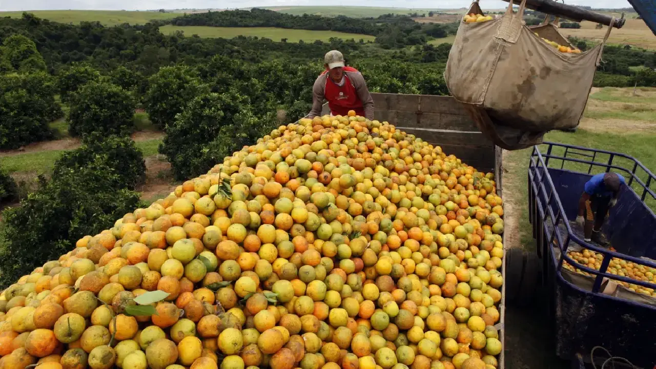Cascas de laranja jogadas em área degradada em parque na Costa Rica transformaram local em floresta tropical