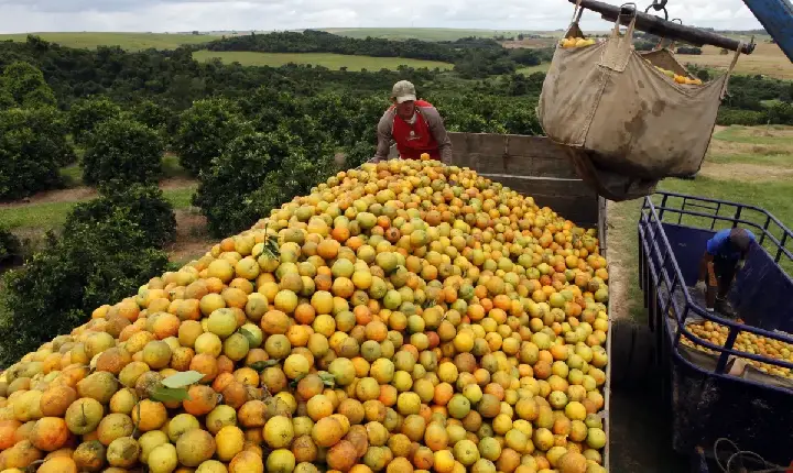 Cascas de laranja jogadas em área degradada em parque na Costa Rica transformaram local em floresta tropical