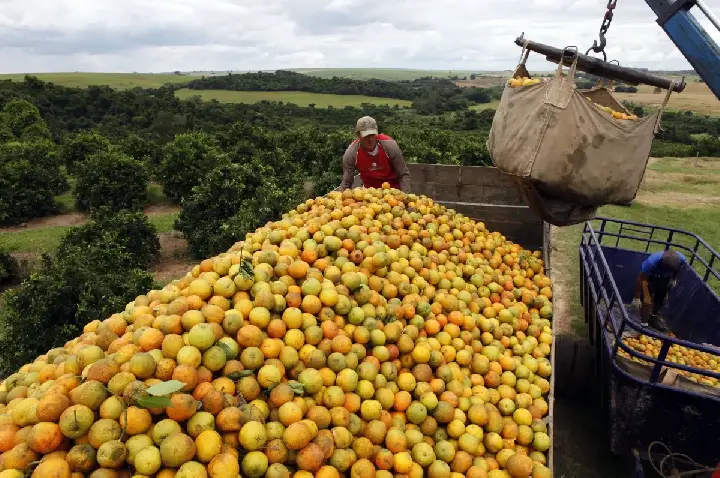 Cascas de laranja jogadas em área degradada em parque na Costa Rica transformaram local em floresta tropical