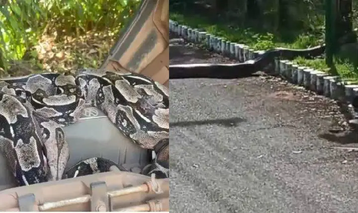Cobras gigantes são flagradas em pista e dentro de caminhão em Busca Vida, em Camaçari