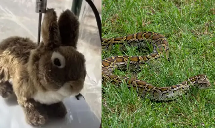 Coelhos robôs equipados com cheiro, calor e movimentos são espalhados no sul da Flórida para localizar cobras