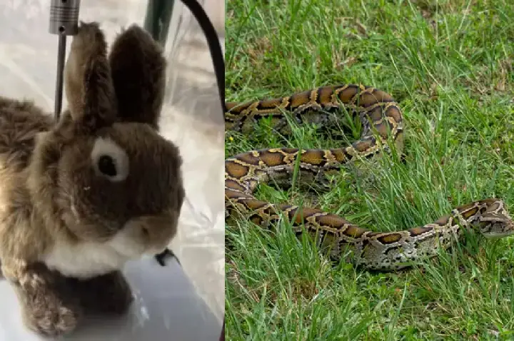 Coelhos robôs equipados com cheiro, calor e movimentos são espalhados no sul da Flórida para localizar cobras