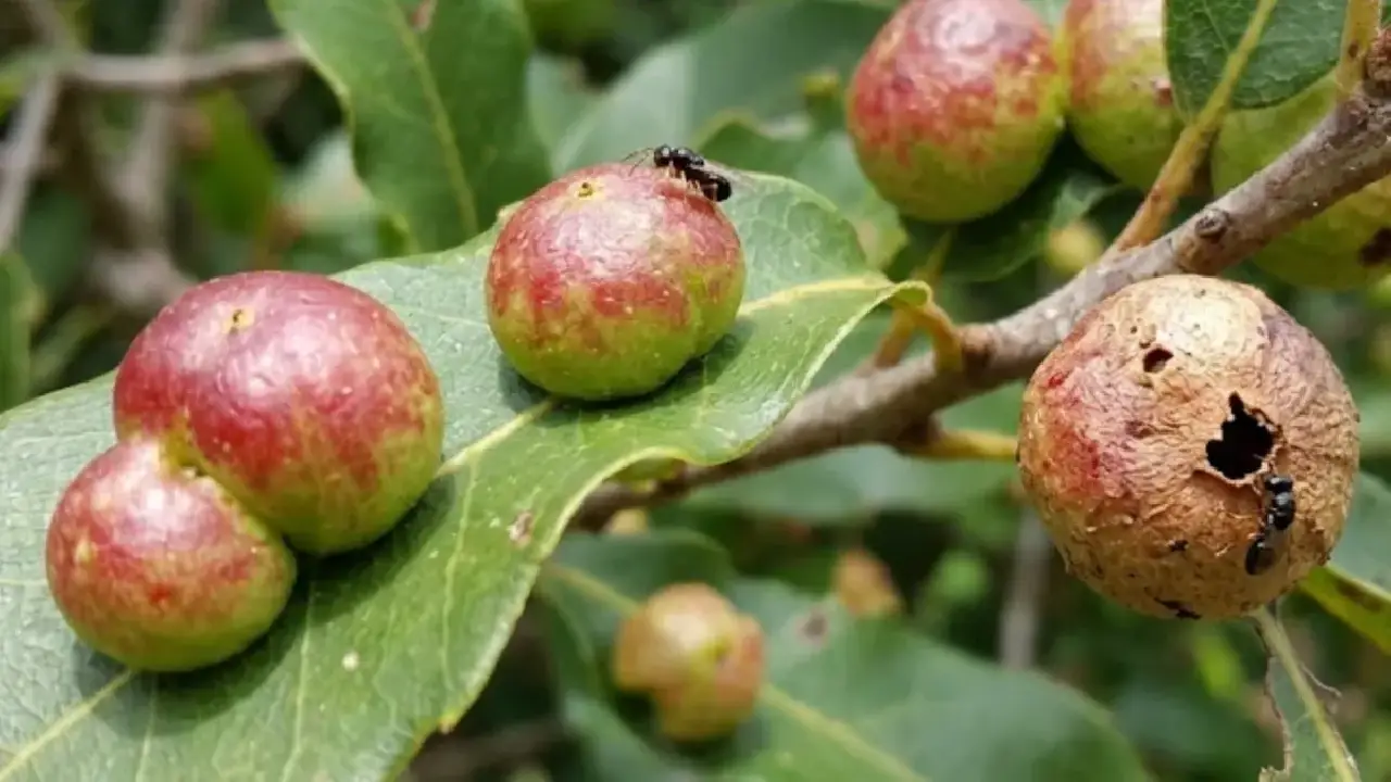 Descoberta de menino em quintal muda teoria centenária da biologia