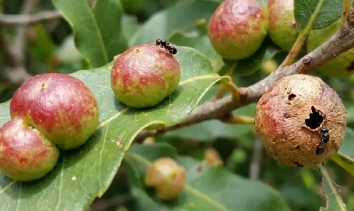 Descoberta de menino em quintal muda teoria centenária da biologia