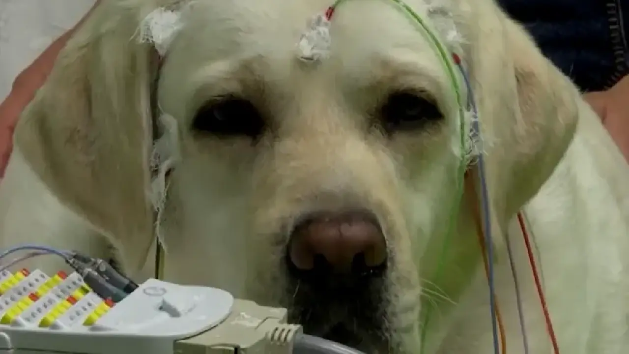 Eles colocaram eletrodos no cérebro de um cachorro e descobriram que o cão consegue segmentar a fala humana contínua em palavras