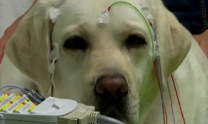 Eles colocaram eletrodos no cérebro de um cachorro e descobriram que o cão consegue segmentar a fala humana contínua em palavras