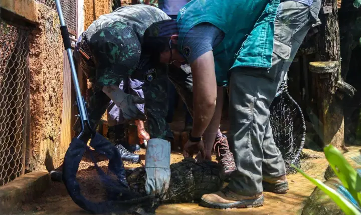 Grupamento resgata mais de 5,5 mil animais silvestres em Salvador em menos de dois anos