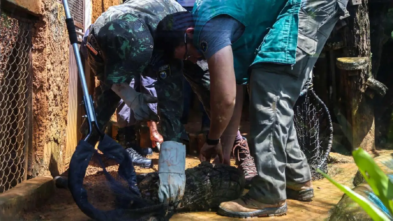 Guarda Municipal, Ibama, Inema e Ufba lançam projeto “Jornada da Fauna Silvestre” no Subúrbio