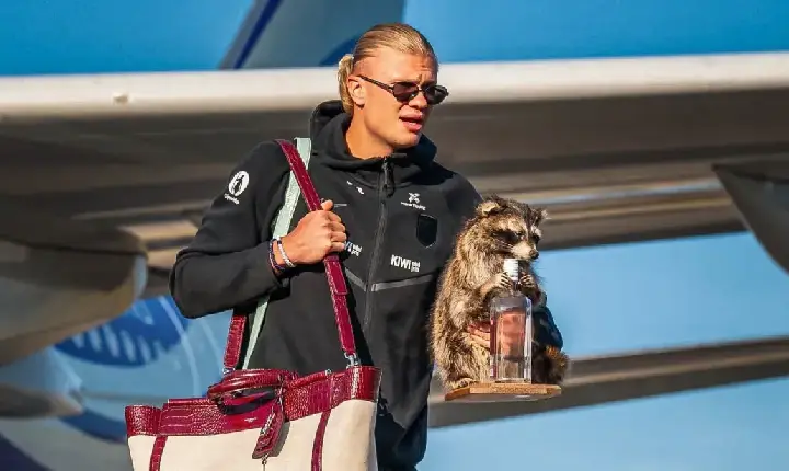 Guaxinim de Haaland: o que é taxidermia, técnica usada em animal do jogador