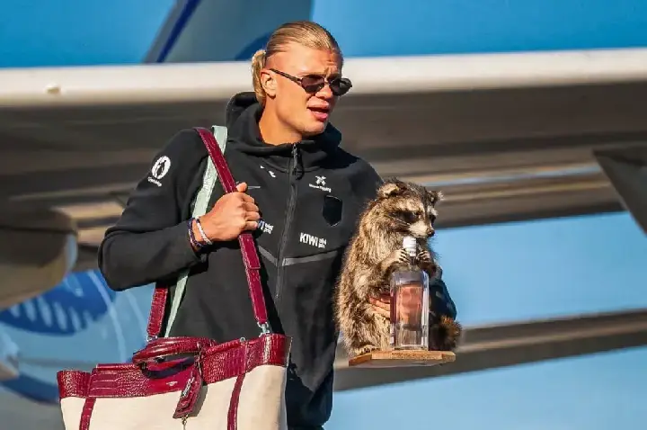 Guaxinim de Haaland: o que é taxidermia, técnica usada em animal do jogador