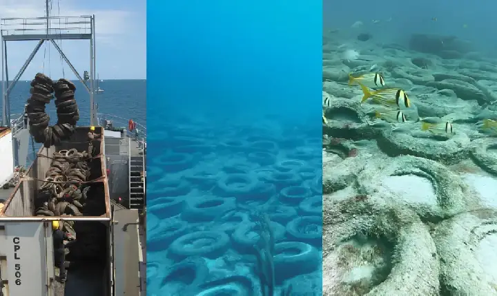 Lançados ao mar em 1978, pneus preenchidos com concreto transformaram-se em um próspero habitat para peixes, lagostas e diversas outras espécies marinhas