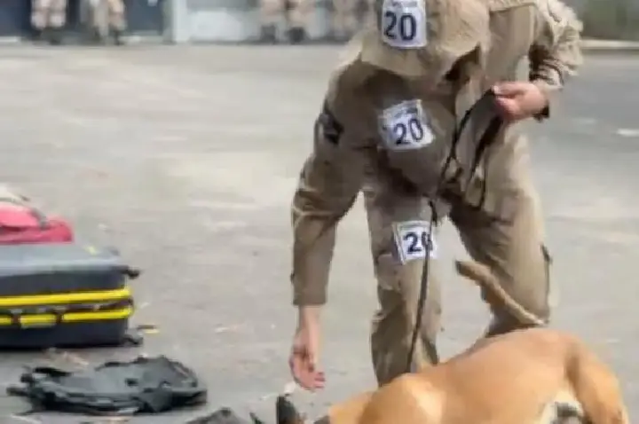 Parceria entre policial e cão representa mais eficiência operacional contra criminalidade
