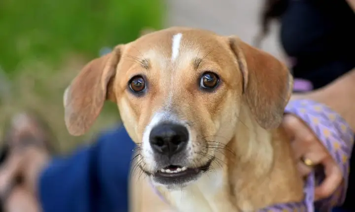 Prefeitura de Salvador reforça conscientização e alerta sobre crime de abandono de animais