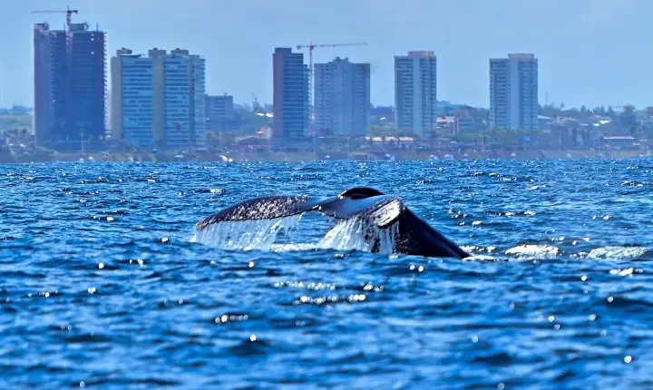 Prefeitura lança temporada das baleias-jubarte e fortalece Salvador como destino do turismo de natureza