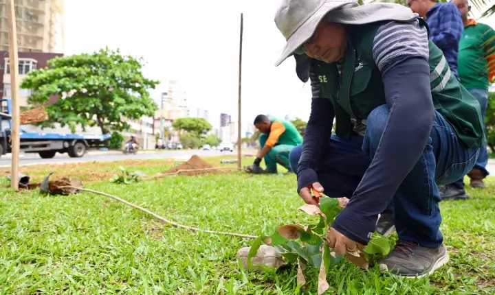 Prefeitura realiza plantio de 100 mudas na Avenida Magalhães Neto