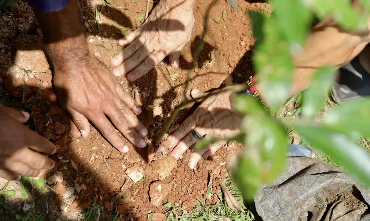 Sema lança manifestação de interesse para implantação da Rede de Viveiros Educadores da Bahia no Dia Nacional da Educação Ambiental