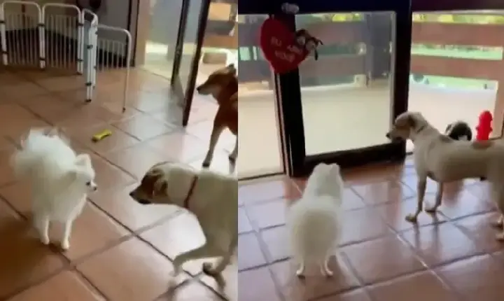 Tutora acusa hotel pet de negligência após morte de lulu da pomerânia: “disseram que Théo tinha sofrido um acidente”