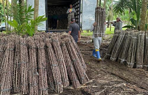 “Vassoura de Bruxa” ameaça lavouras de mandioca de seis municípios no Amapá