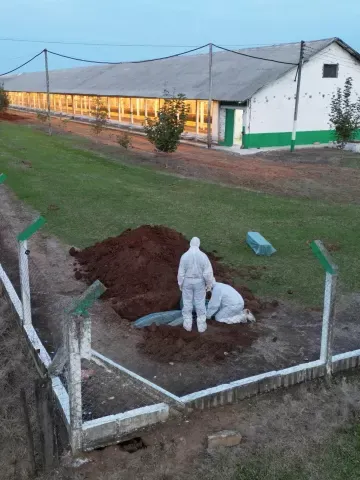 China bane importação de toda carne de frango e derivados do Brasil