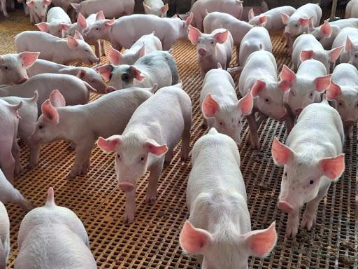 Adab visita granja de suínos referência em biossegurança