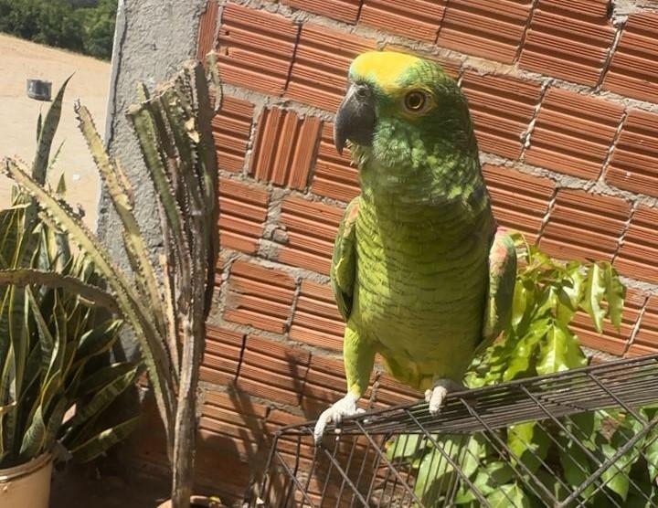 Em ação conjunta, animais silvestres são resgatados em Santa Rita de Cássia