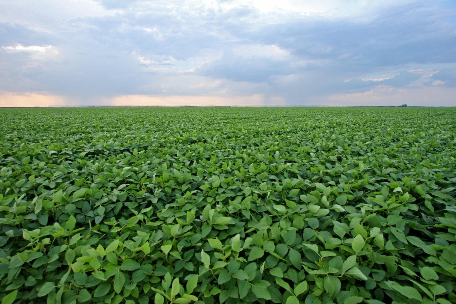 Empresa americana Cargill informa aquisição de nova planta industrial na Bahia ao governo baiano