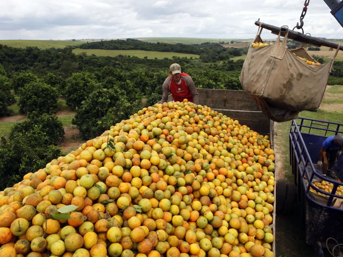 Produtores consideram deixar laranja apodrecer no pé por causa de tarifas
