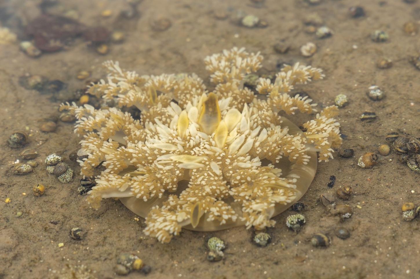 Três toneladas de medusas exóticas foram removidas da Baía de Todos-os-Santos