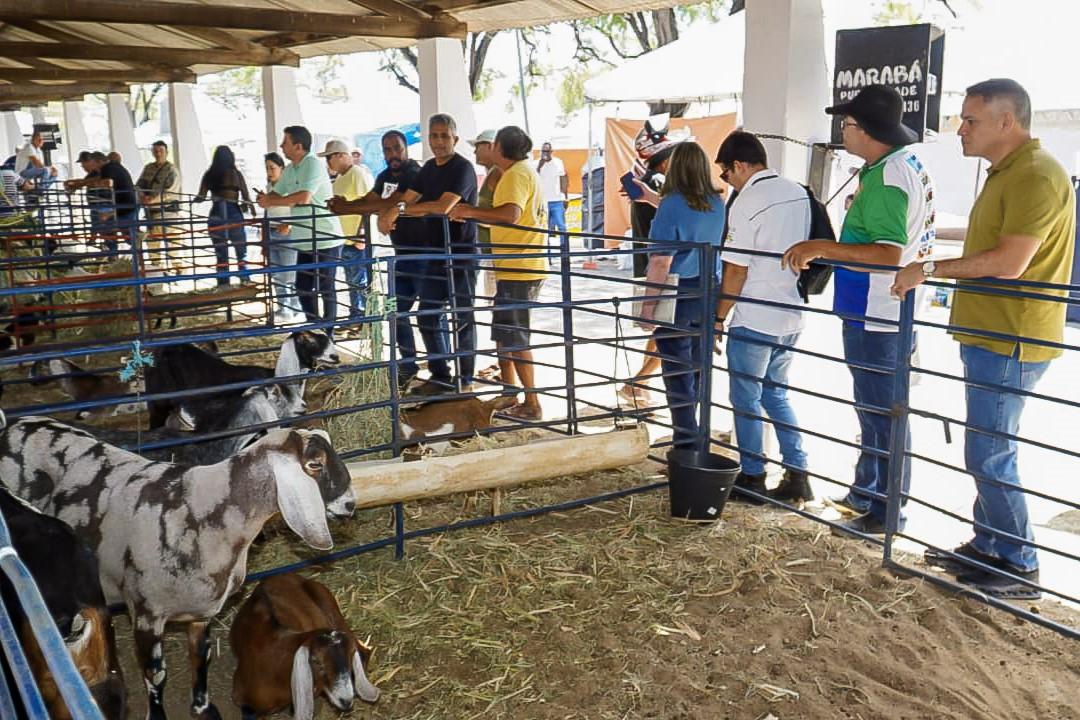 ExpoUauá consolida Bahia como líder nacional na caprinovinocultura