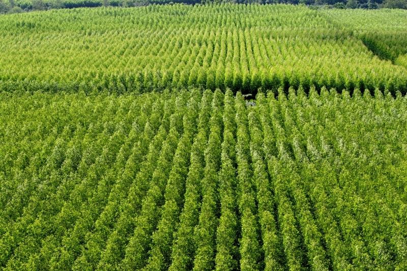 Seagri destaca tecnologias do Plano ABC+ Bahia em seminário sobre produção florestal em Maracás