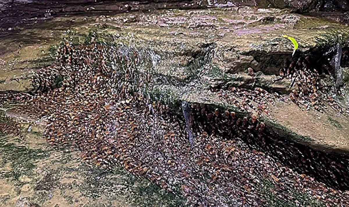 Bagres brasileiros conseguem escalar cachoeiras de 4 metros; veja vídeo