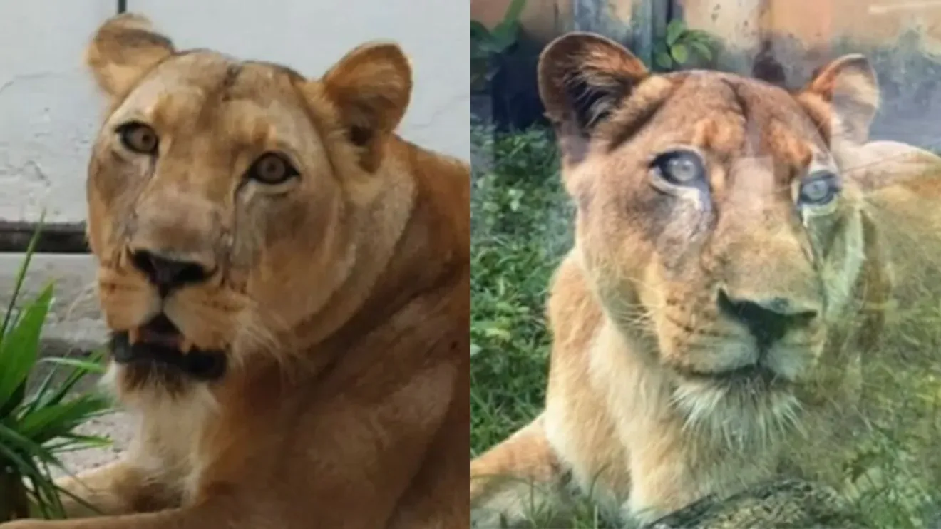 IML divulga causa da morte de jovem atacado por leoa em zoológico; veja