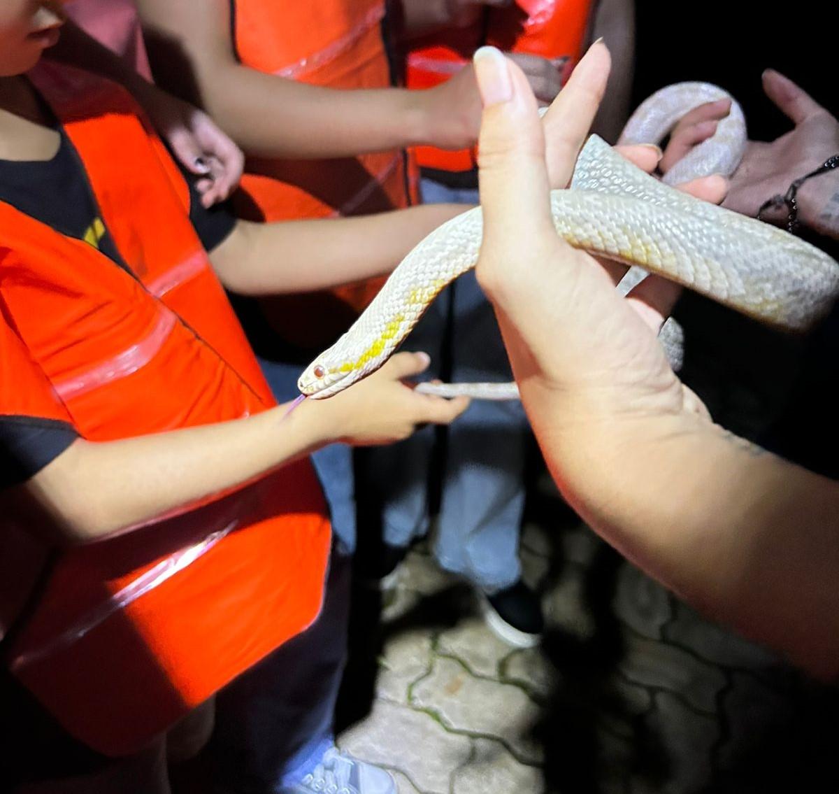 Inscrições para o Zoo noturno serão abertas neste fim de semana