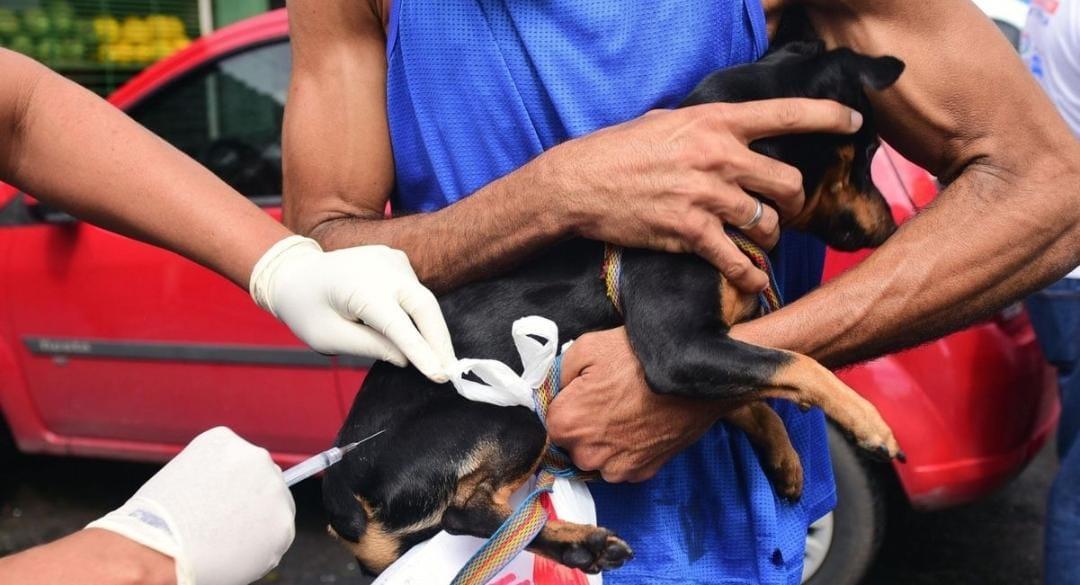 Salvador registra caso de raiva canina após 20 anos; vacinação e vigilância são reforçadas