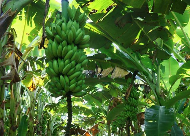 Banana de Bom Jesus da Lapa recebe certificação nacional como produto de qualidade diferenciada