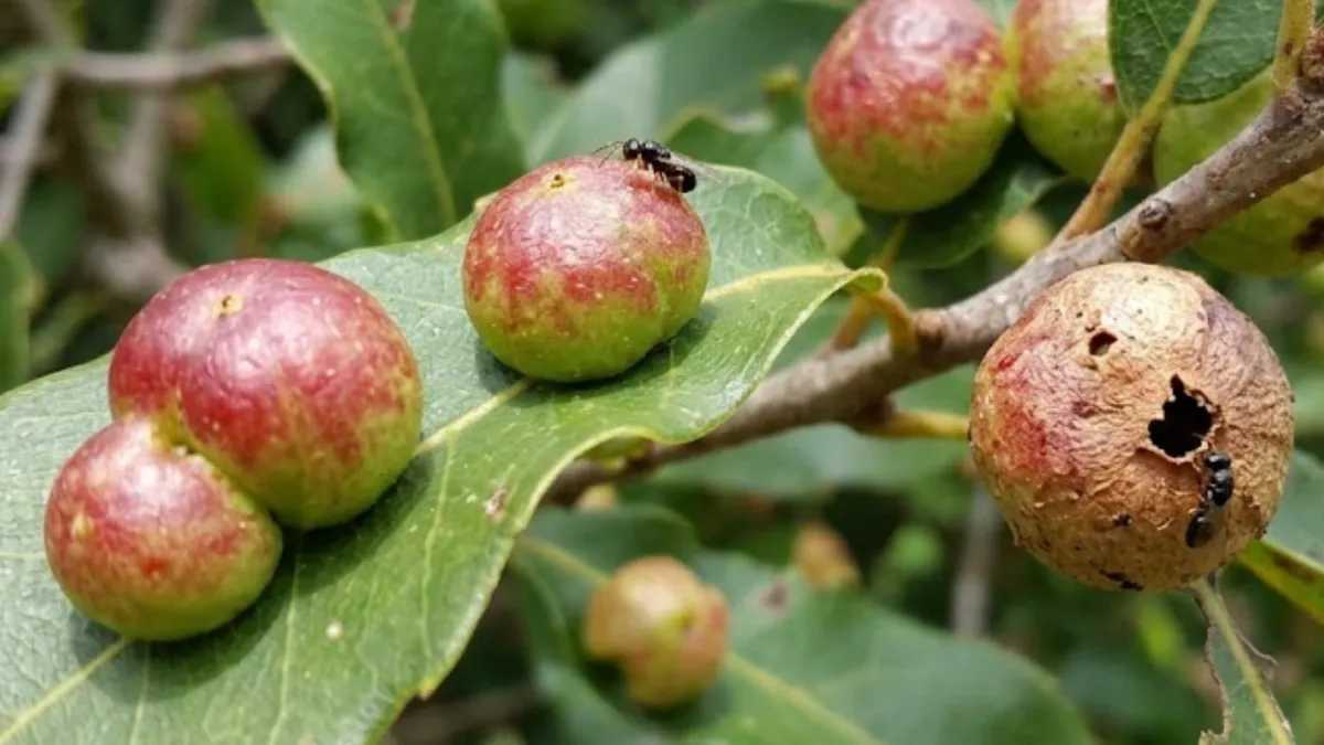Descoberta de menino em quintal muda teoria centenária da biologia