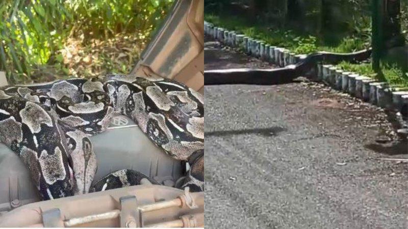 Cobras gigantes são flagradas em pista e dentro de caminhão em Busca Vida, em Camaçari
