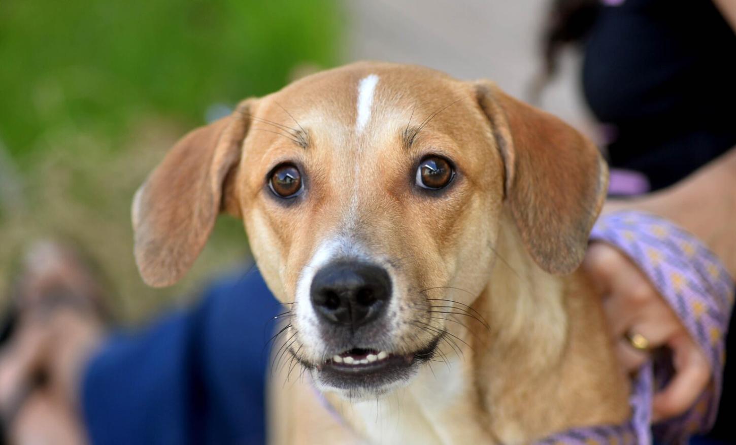 Prefeitura de Salvador reforça conscientização e alerta sobre crime de abandono de animais