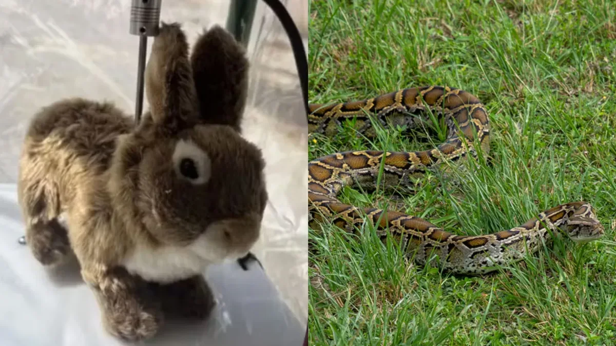 Coelhos robôs equipados com cheiro, calor e movimentos são espalhados no sul da Flórida para localizar cobras