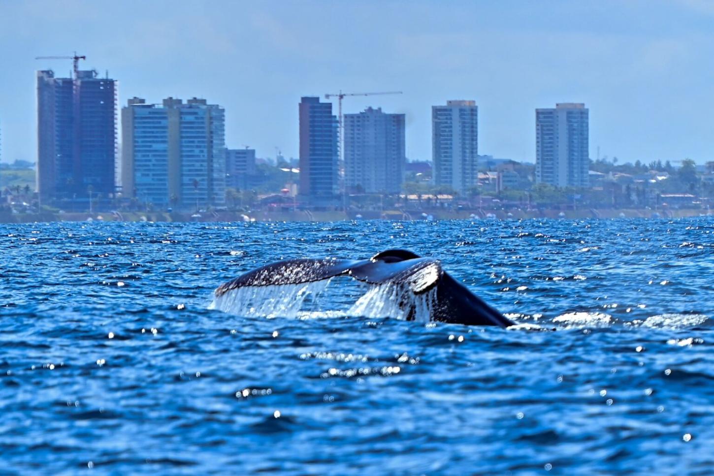 Prefeitura lança temporada das baleias-jubarte e fortalece Salvador como destino do turismo de natureza