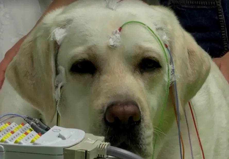 Eles colocaram eletrodos no cérebro de um cachorro e descobriram que o cão consegue segmentar a fala humana contínua em palavras