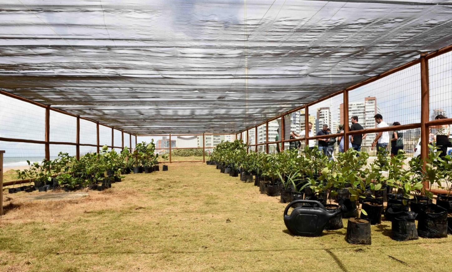 Salvador ultrapassa 15 mil mudas plantadas em 2026 e supera recorde do ano passado; confira ações de setembro