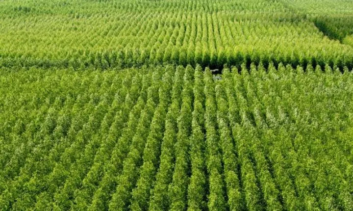 Pedrão sedia seminário sobre produção florestal baiana na quinta-feira (29)